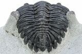 Detailed Hollardops Trilobite - Visible Eye Facets #230440-1